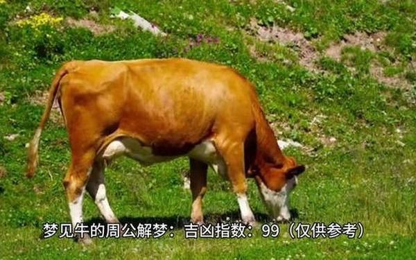 梦见牛打架什么征兆 男人梦见牛打架是吉兆