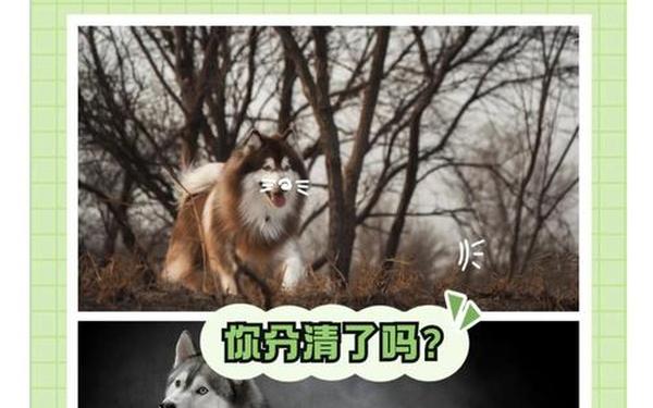 狗和谁是天生一对 狗和谁是天生一对