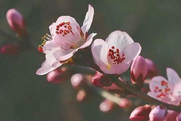 八字中的桃花 八字中的桃花