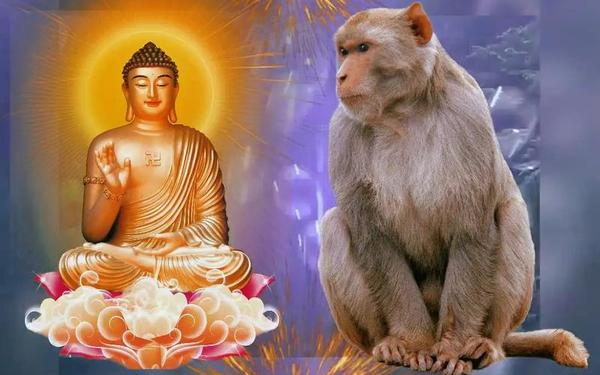 1980年属猴的是什么命 属猴斗不过的三个人 1980年属猴的是什么命 属猴斗不过的三个人