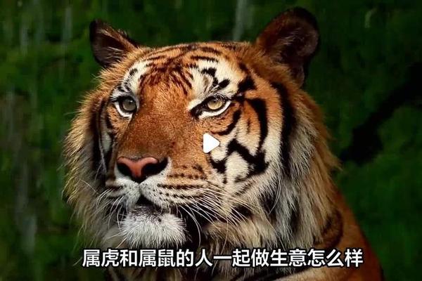 1984属鼠和1974属虎的婚姻怎么样