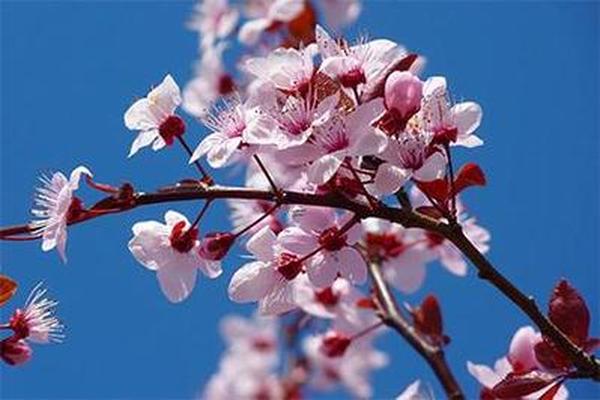 有八字的花
