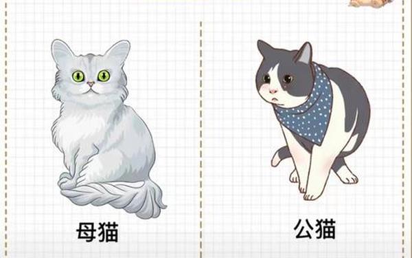 属猴的人可以养猫吗女生 为什么属猴的人不养猫 属猴的人可以养猫吗女生 为什么属猴的人不养猫