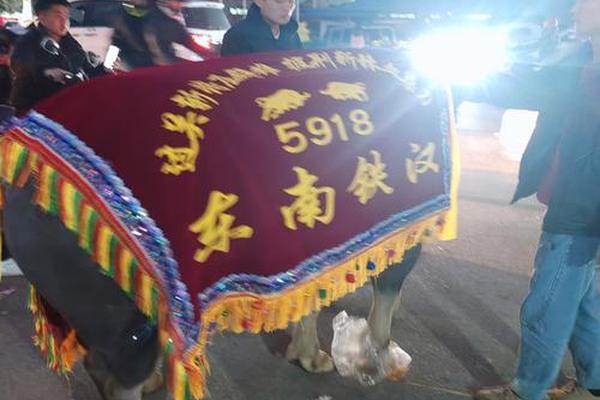 传统民族文化斗牛路人视角—路人视角什么意思