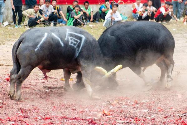 传统民族文化斗牛、什么叫斗牛