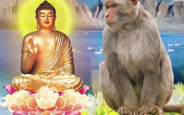 2004几月猴最有福气-2004属猴男孩好不好命 2004几月猴最有福气-2004属猴男孩好不好命