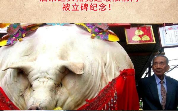 2007年属猪18岁有一灾 2007年属猪18岁有一灾