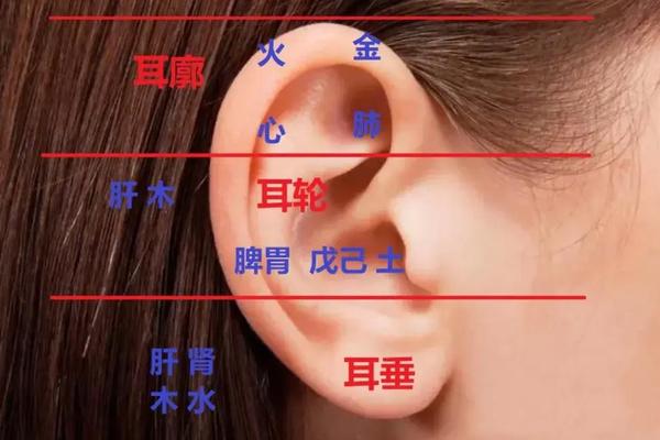 耳朵上有痣的相,耳朵上的痣命相图解