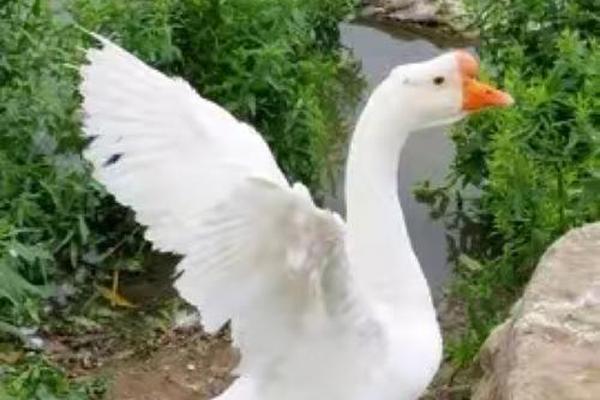 八字鹅