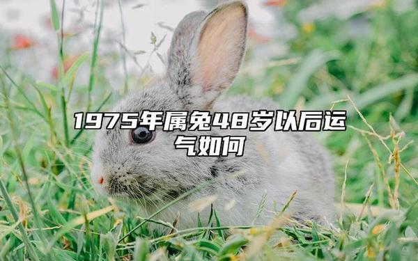 1975属兔人一生三大坎 1975属兔人一生三大坎