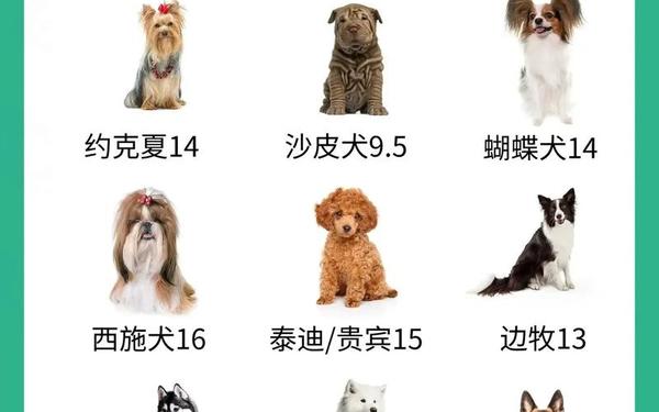 属狗年龄查询表1946-1946属狗寿命 属狗年龄查询表1946-1946属狗寿命