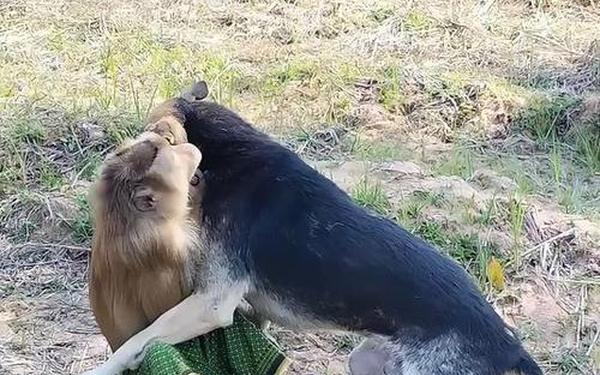狗和猴是合还是冲 猴子跟狗合得来吗 狗和猴是合还是冲 猴子跟狗合得来吗