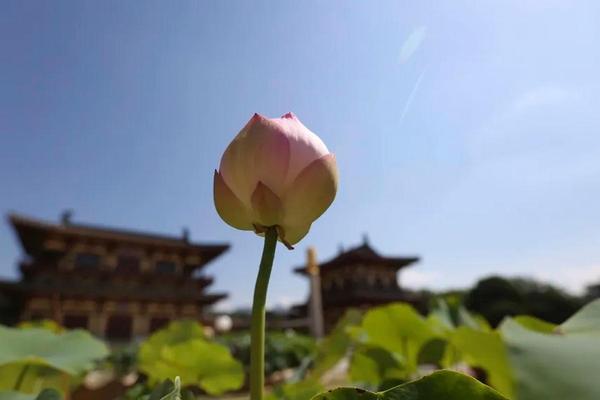 八字墙外桃花