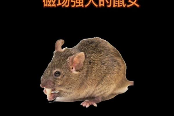 72年的女鼠2024年怎么样