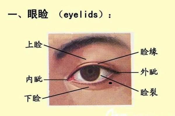 男人下眼睑痣相(男人面部痣相最新图解) 男人下眼睑痣相(男人面部痣相最新图解)