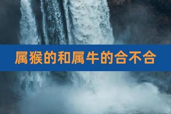 属牛和属猴 属牛跟属猴的合不合