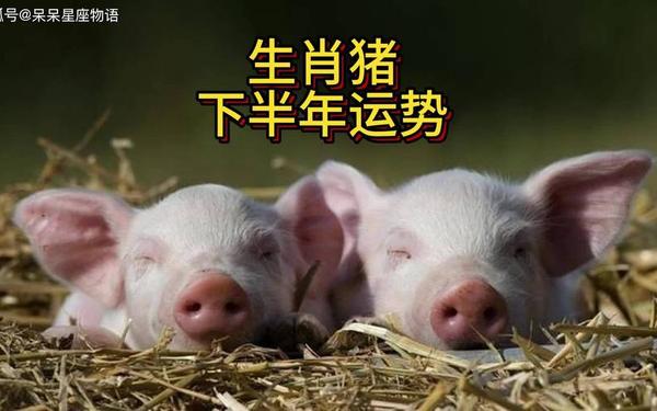 1947属猪2021年多大 1947属猪2021年多大