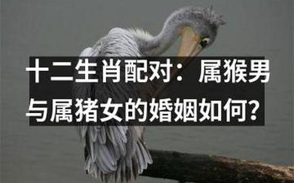 属猴和猪相配婚姻如何(属猴和猪的在一起合不合) 属猴和猪相配婚姻如何(属猴和猪的在一起合不合)