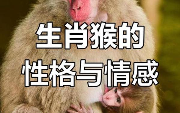 猴和谁是天生一对_猴的仇人是什么生肖 猴和谁是天生一对_猴的仇人是什么生肖