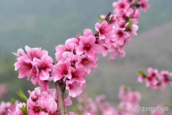 鼠的正缘桃花是谁2024年的
