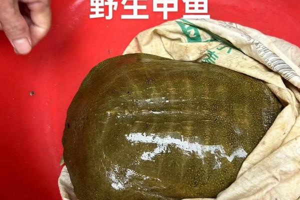 八字渔
