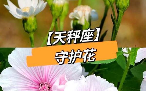 天秤座守护花—十二星座代表花