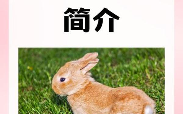 属兔子的哪一年生的 属兔子的哪一年生的