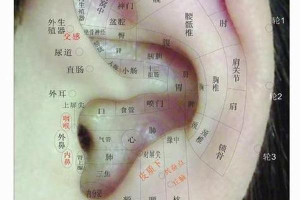 耳朵周围有痣相 耳朵周边有痣图解面相