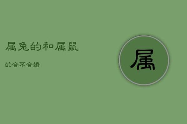 属鼠的和什么属兔的合适不合适