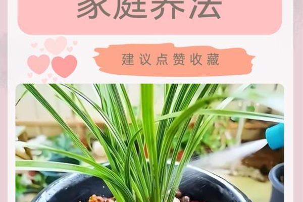 兰文化内涵_兰花栽培