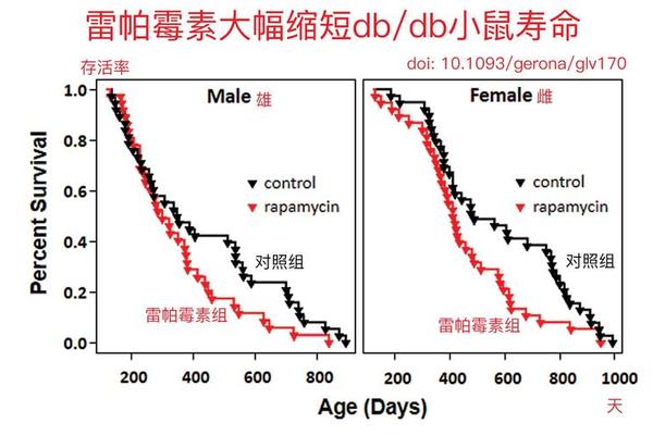 36年的鼠的寿终在什么时候结束