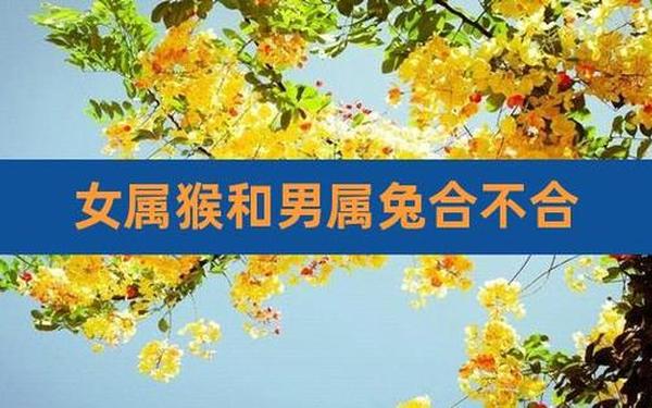 属猴和属兔相合吗(属猴的属兔相合不合) 属猴和属兔相合吗(属猴的属兔相合不合)
