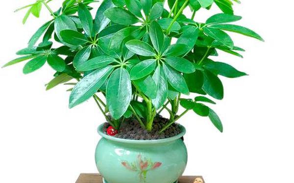 1974年属虎的幸运植物(属虎的幸运植物是什么) 1974年属虎的幸运植物(属虎的幸运植物是什么)