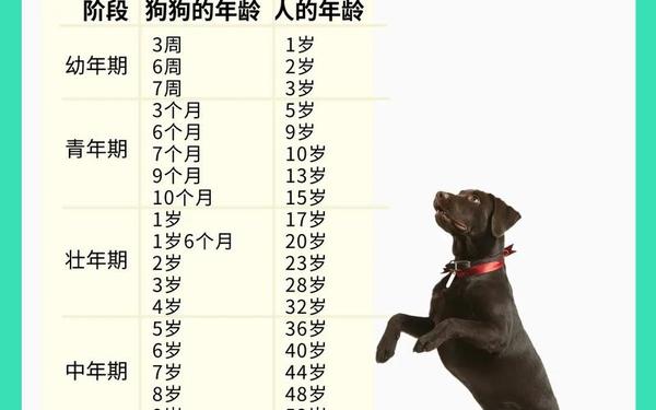 属狗的人今年多少周岁 属狗的人今年多少周岁