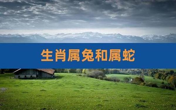 属兔跟属蛇生意合作 属兔跟属蛇生意合作