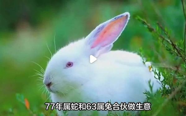 属兔和属蛇一起做生意合财吗 属兔和属蛇一起做生意合财吗