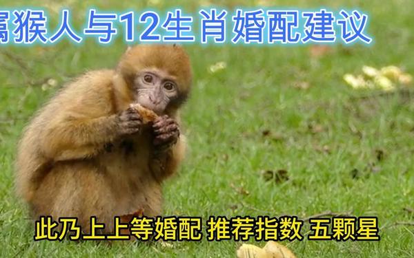 属猴的跟属虎的婚姻合适吗-92年猴和98年虎女适合结婚吗 属猴的跟属虎的婚姻合适吗-92年猴和98年虎女适合结婚吗