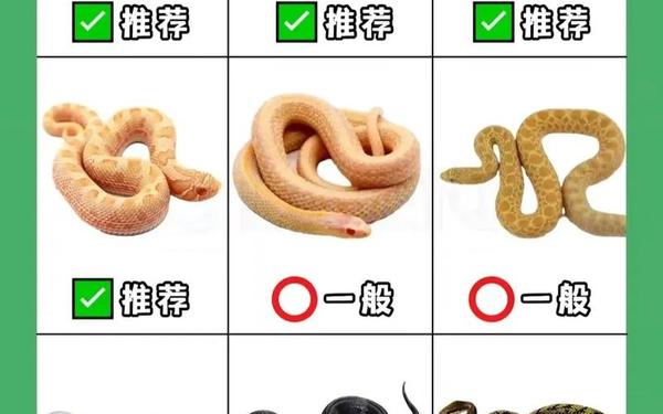蛇的最佳配对是什么 蛇的最佳配对是什么