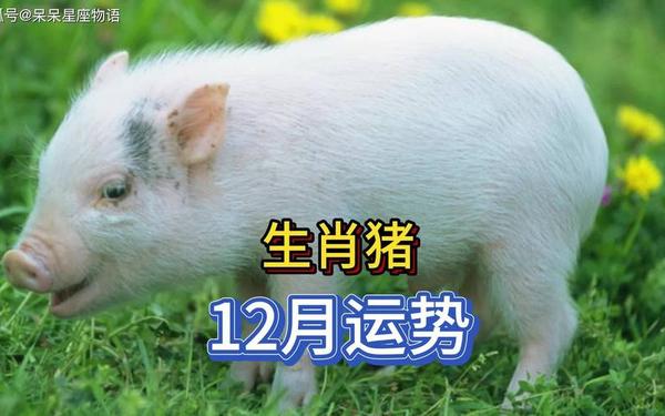 属猪2021几岁了 属猪2021几岁了