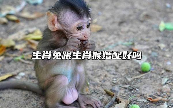 属猴的和属兔的一起做生意怎么样_兔与猴合作生意好吗 属猴的和属兔的一起做生意怎么样_兔与猴合作生意好吗