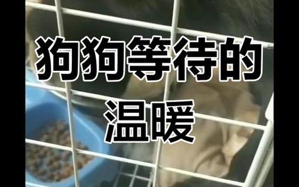 梦见把狗打死有什么预兆吗_梦见打死别人家狗 梦见把狗打死有什么预兆吗_梦见打死别人家狗