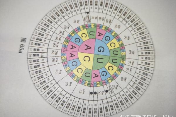 第八字母