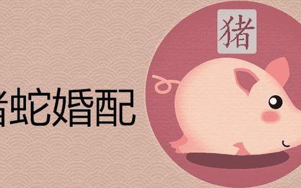 属猪和蛇属相合不合生意(属猪人和属蛇人合作好吗) 属猪和蛇属相合不合生意(属猪人和属蛇人合作好吗)