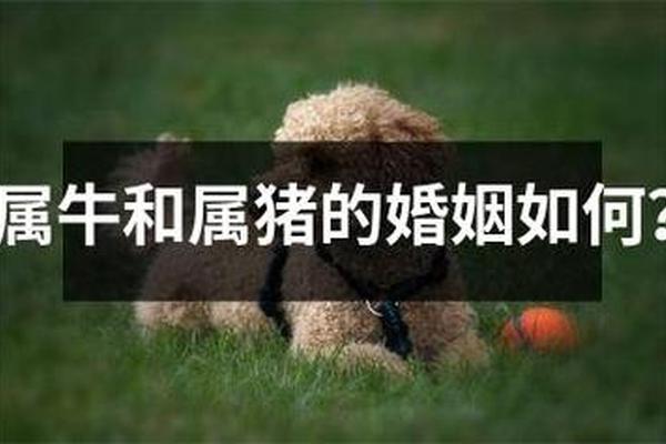 属相牛和猪,属猪和属牛的婚姻如何