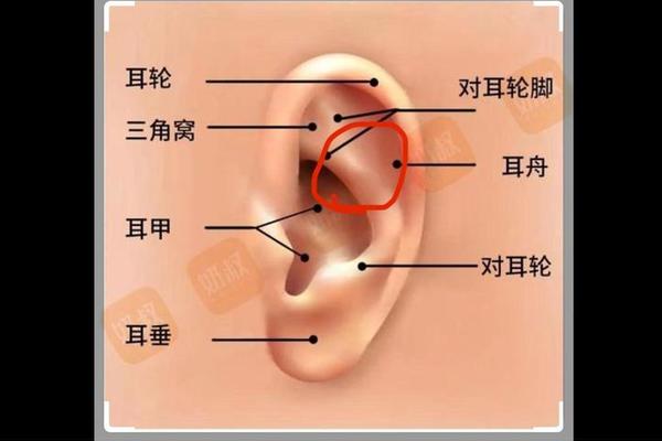 耳朵外轮廓有痣相_耳朵的外轮廓疼是什么原因