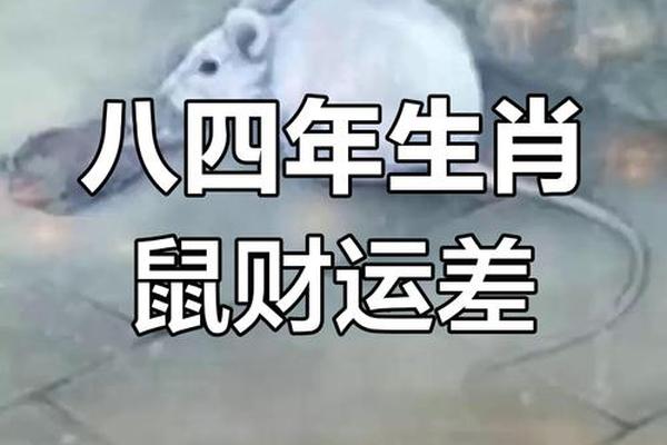 84年的属鼠的今年运气怎么样