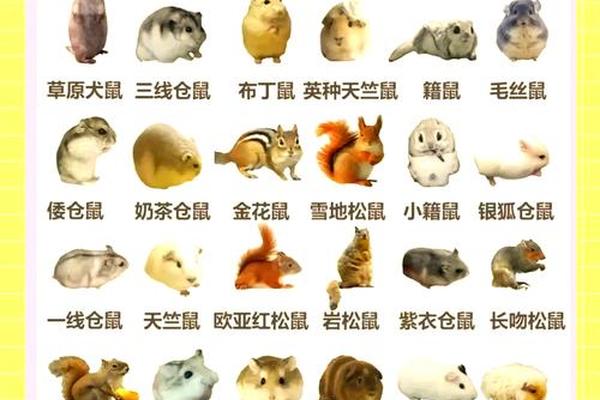 猫姓名和老鼠姓名的区别