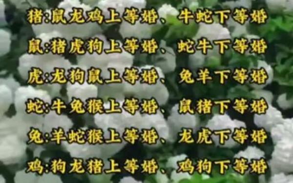 女鼠男马婚姻是上等 女鼠男马婚姻是上等