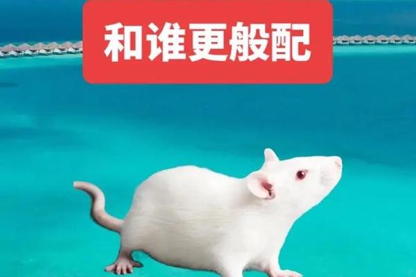 1984年男属鼠最讨厌的动物
