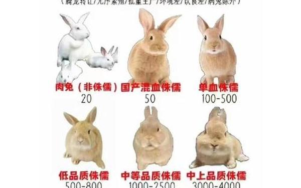 属兔的性格女人特点分析图 属兔的性格女人特点分析图